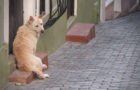 ¿Sabes qué hacer si tu perro se pierde? Escucha las recomendaciones del Dog Guru.