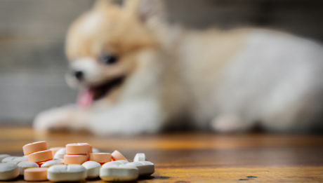 Dog medicine pills on the floor