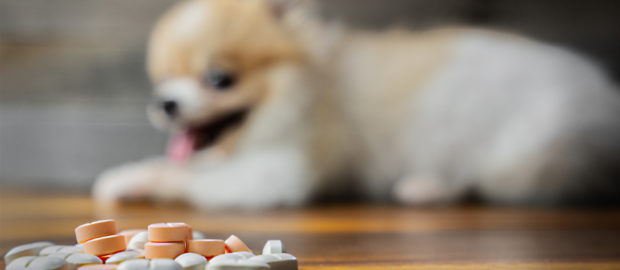 Dog medicine pills on the floor